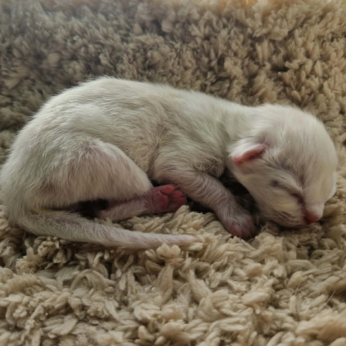 Foto van de poes