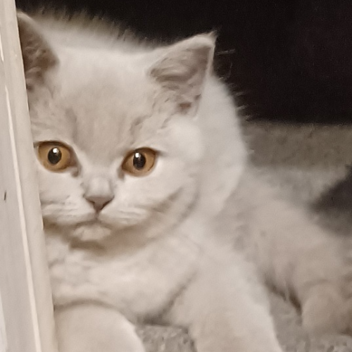 Foto van de poes