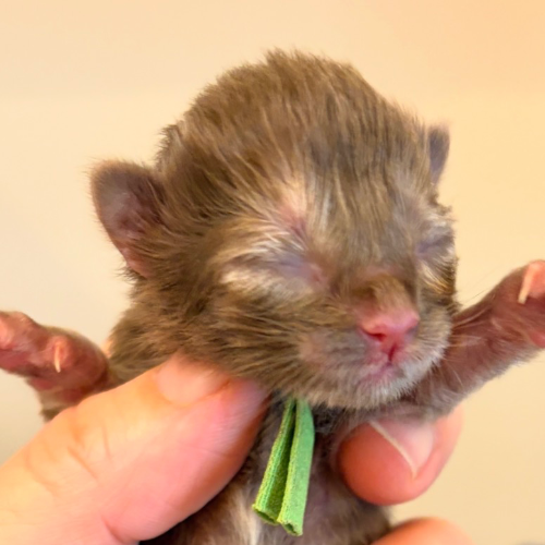 Foto van de poes