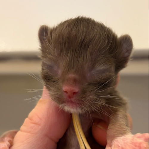 Foto van de poes
