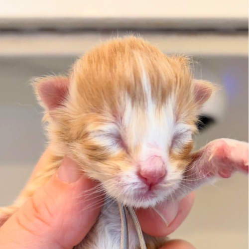 Foto van de poes