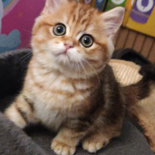 Foto van de poes