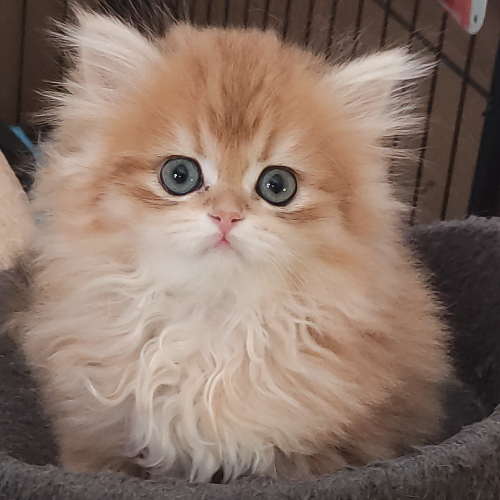 Foto van de poes