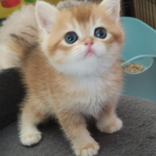Foto van de poes