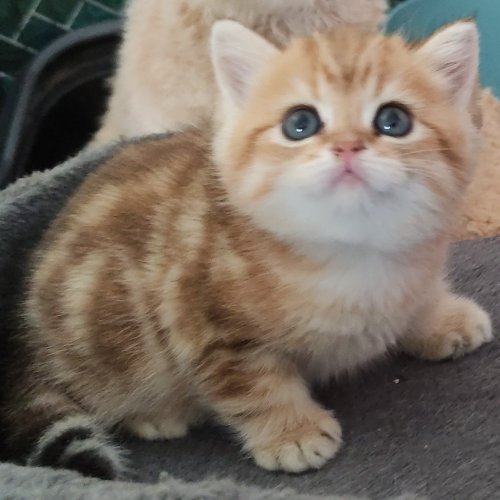 Foto van de poes