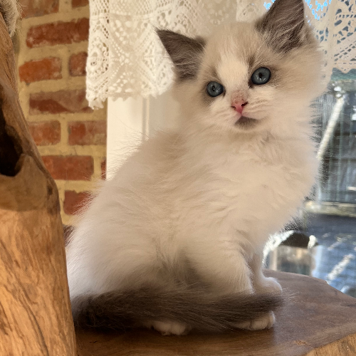 Foto van de poes