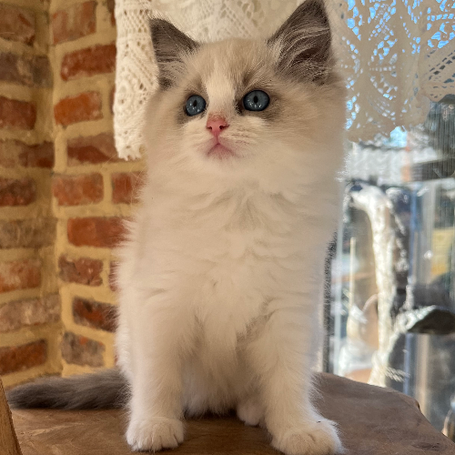 Foto van de poes