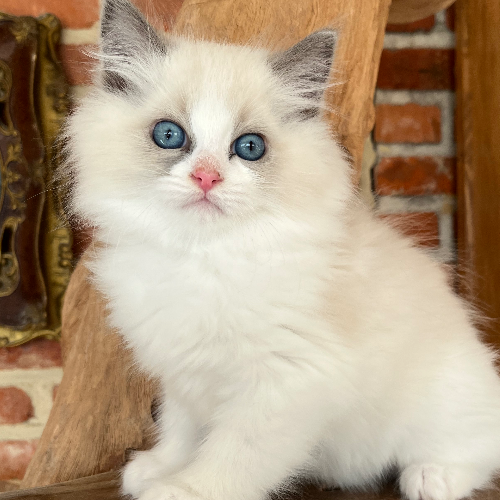 Foto van de poes