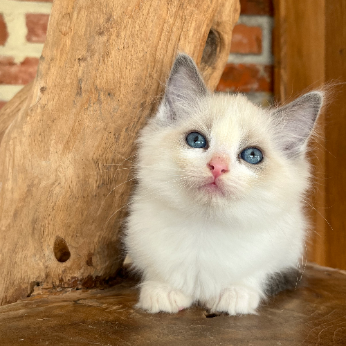 Foto van de poes