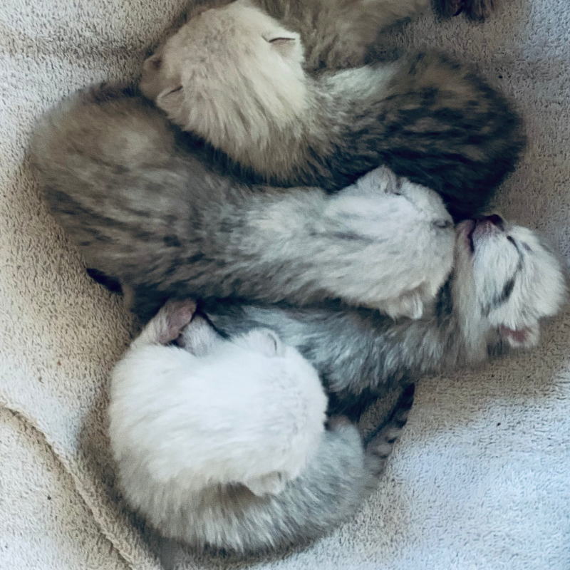 front.nest_image