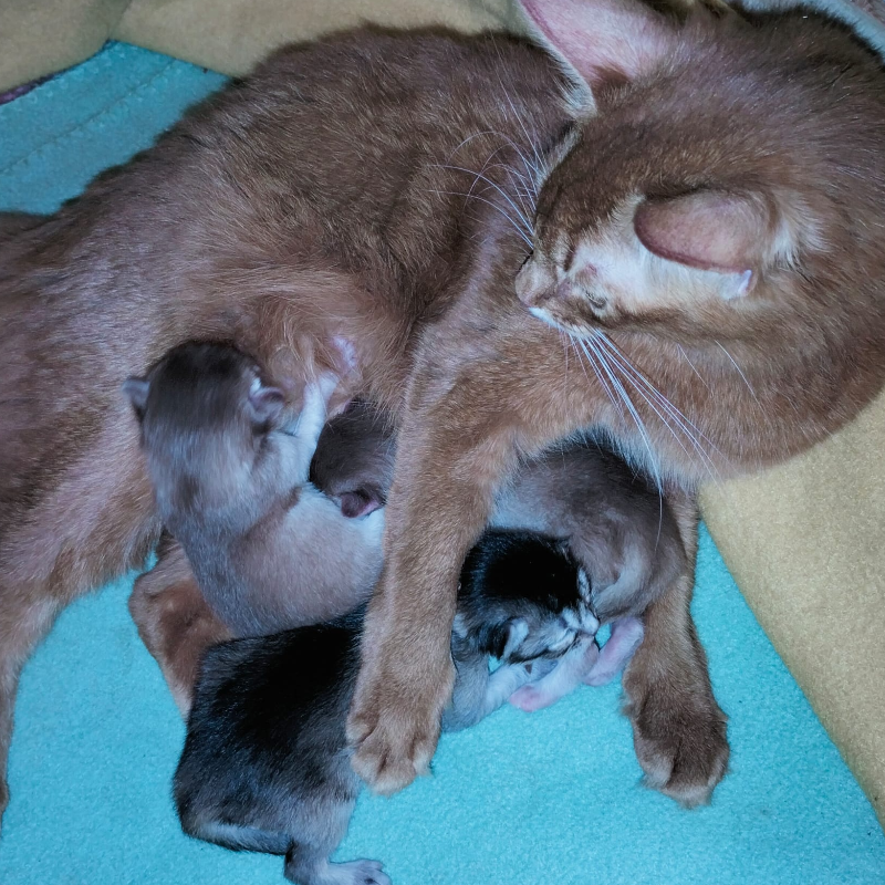 front.nest_image