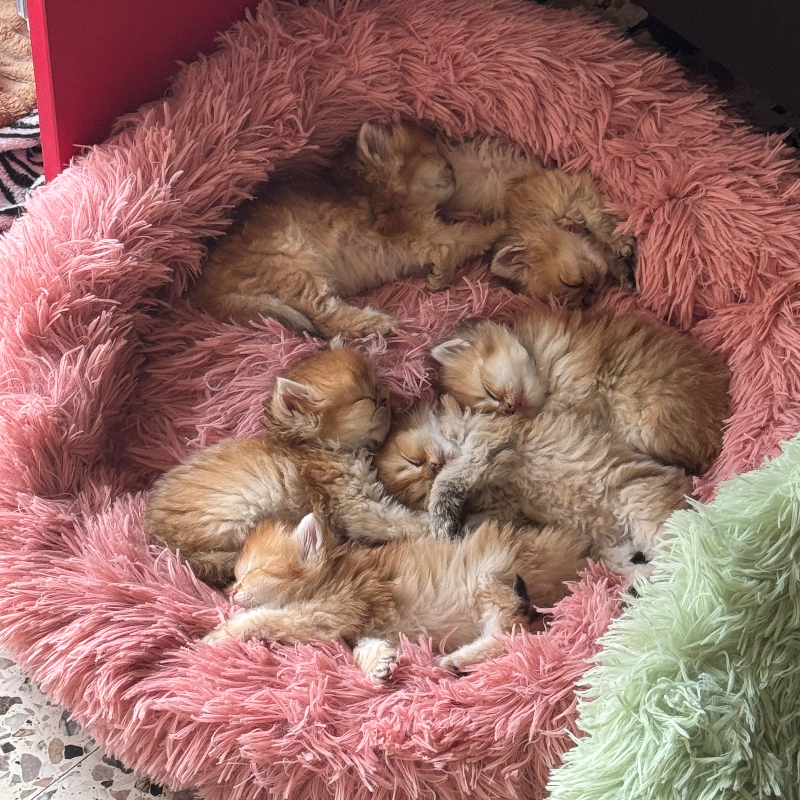 front.nest_image