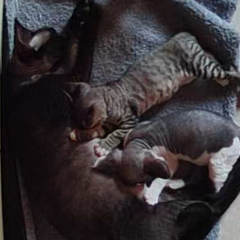 front.nest_image