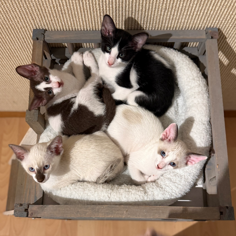 front.nest_image