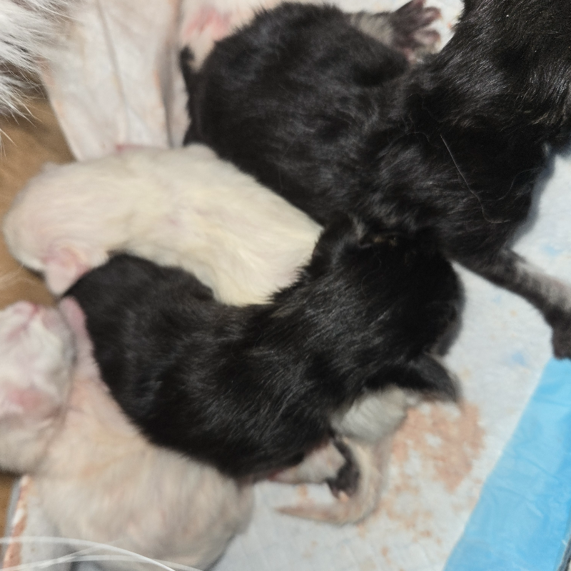 front.nest_image