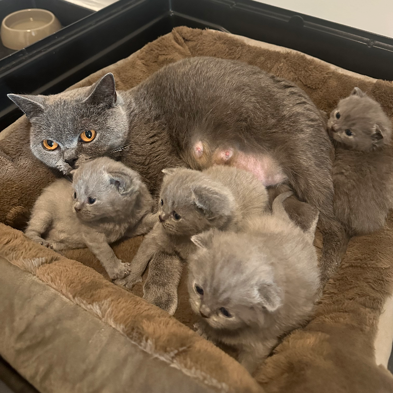 front.nest_image