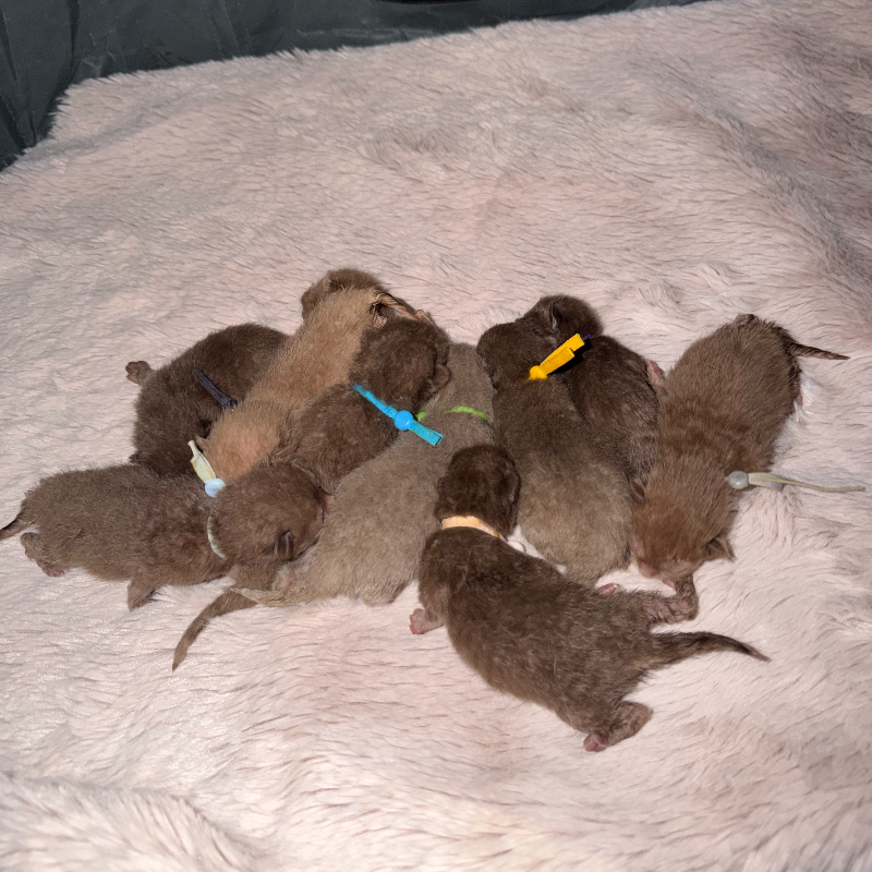 front.nest_image