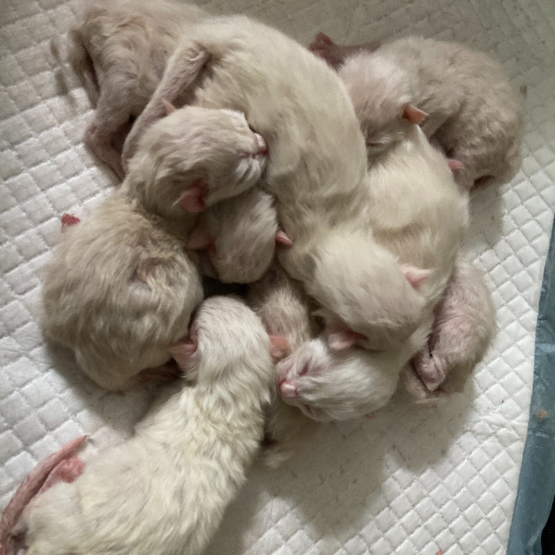 front.nest_image