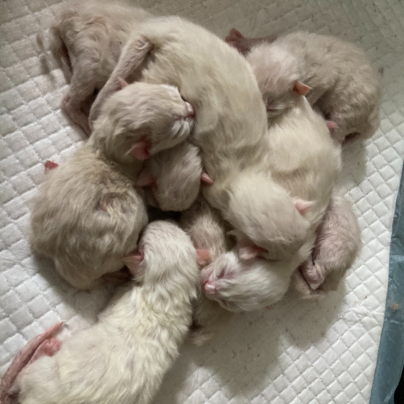front.nest_image
