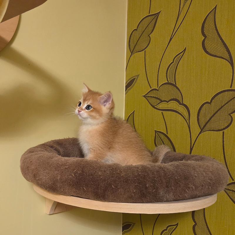 front.nest_image
