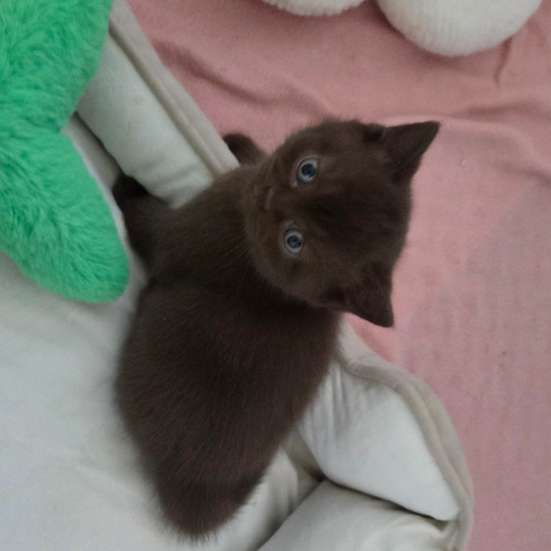 front.nest_image