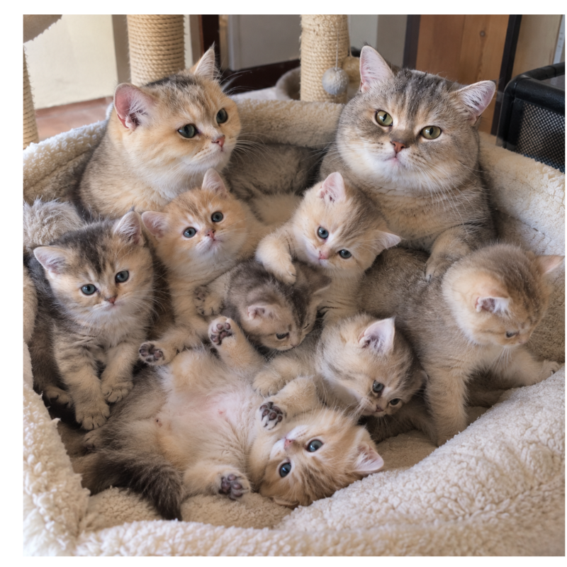 front.nest_image