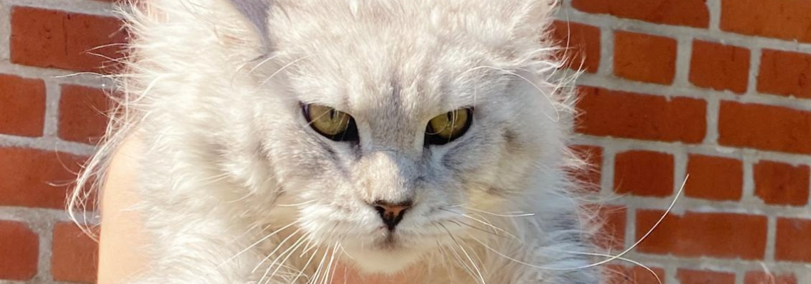 Profiel banner van $member->naam_kittenaccount)}}