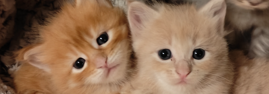 Profiel banner van $member->naam_kittenaccount)}}