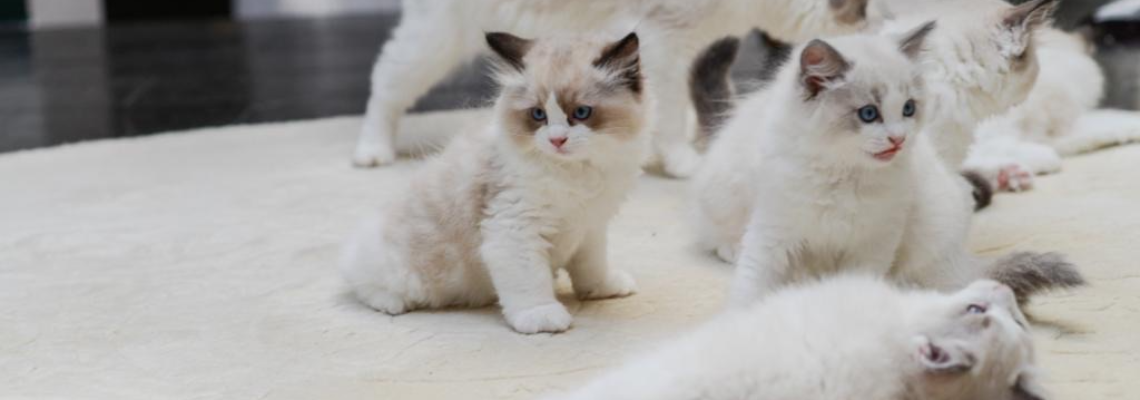 Profiel banner van $member->naam_kittenaccount)}}