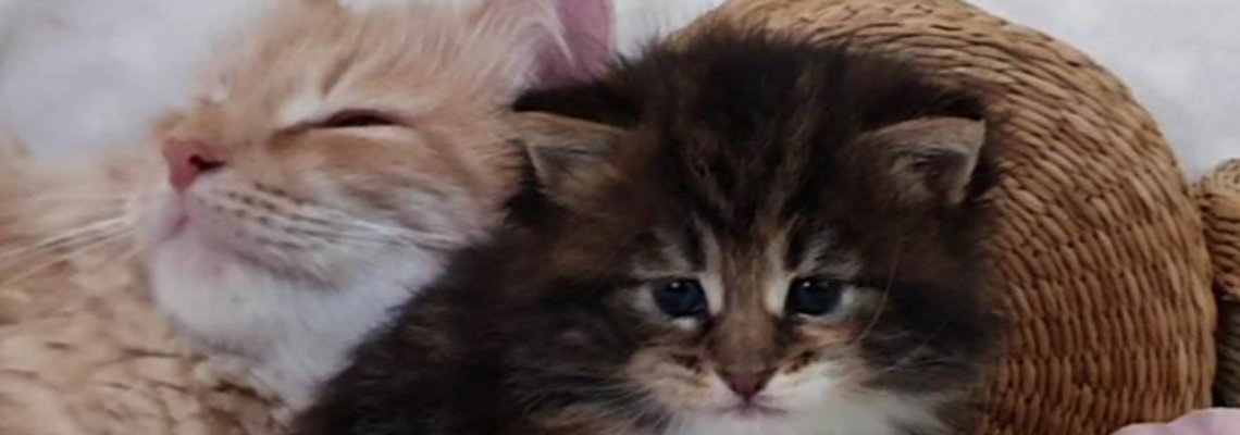 Profiel banner van $member->naam_kittenaccount)}}