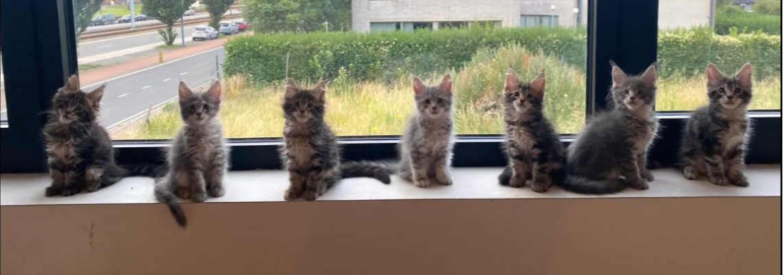 Profiel banner van $member->naam_kittenaccount)}}