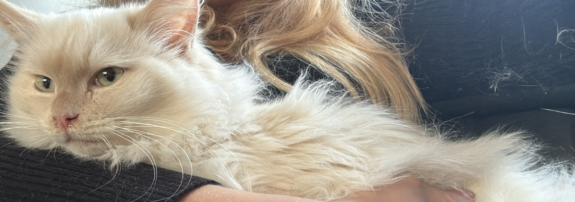 Profiel banner van $member->naam_kittenaccount)}}