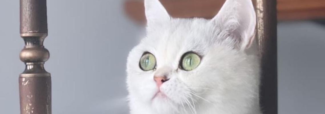Profiel banner van $member->naam_kittenaccount)}}