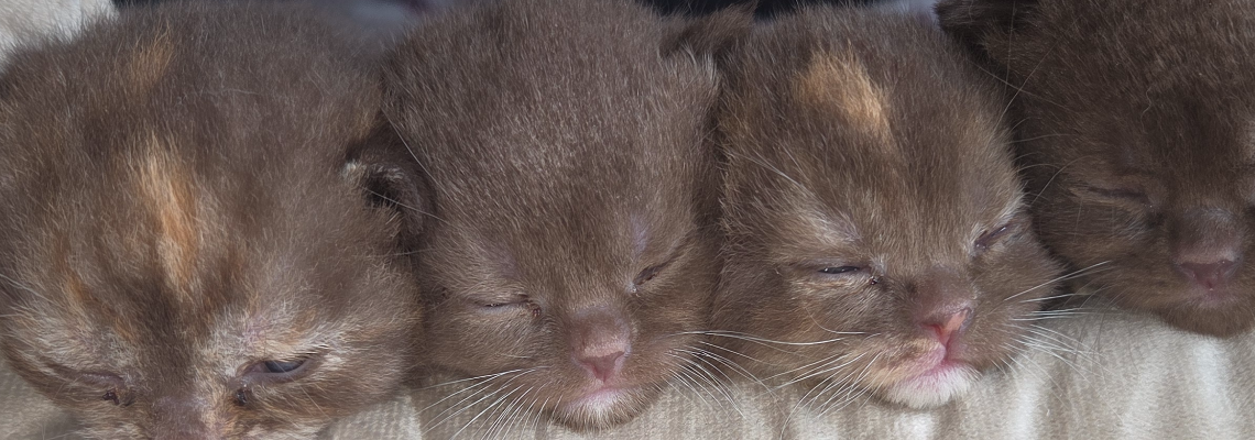 Profiel banner van $member->naam_kittenaccount)}}