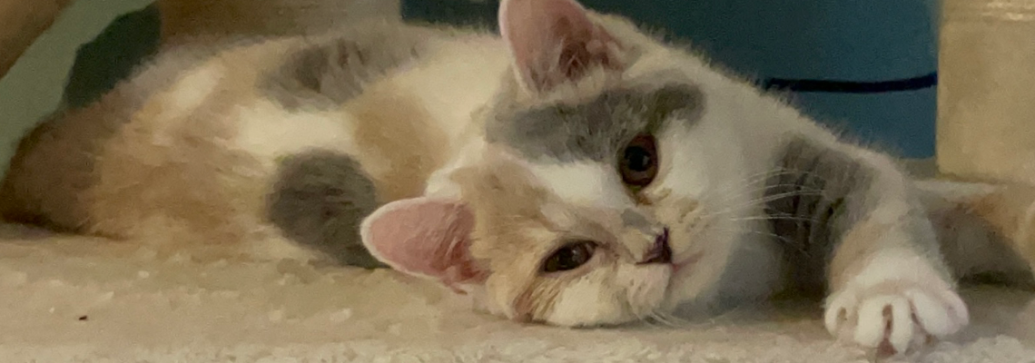 Profiel banner van $member->naam_kittenaccount)}}