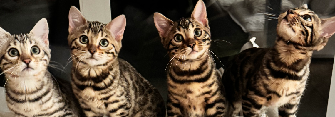 Profiel banner van $member->naam_kittenaccount)}}