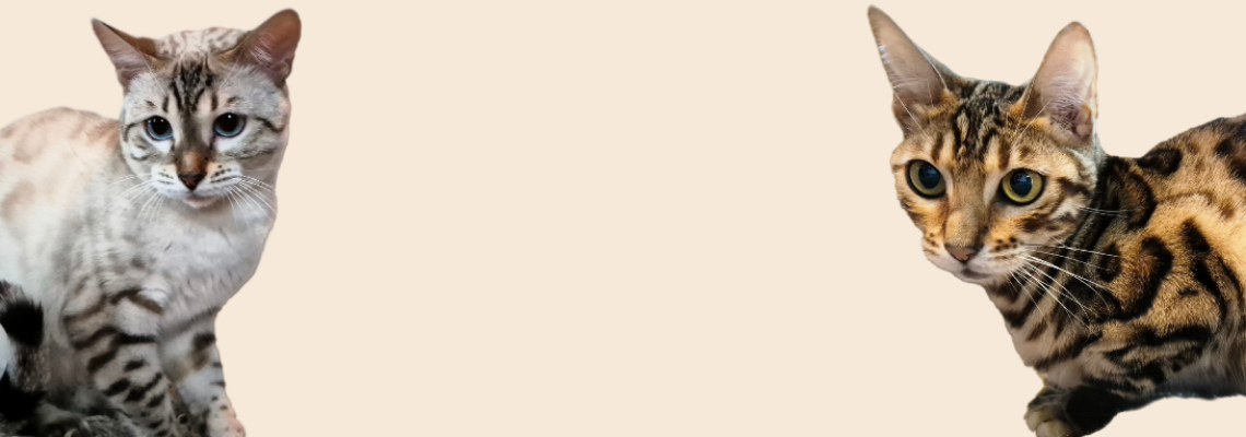 Profiel banner van $member->naam_kittenaccount)}}