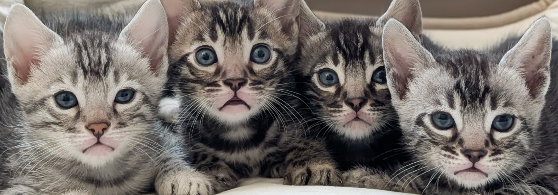 Profiel banner van $member->naam_kittenaccount)}}