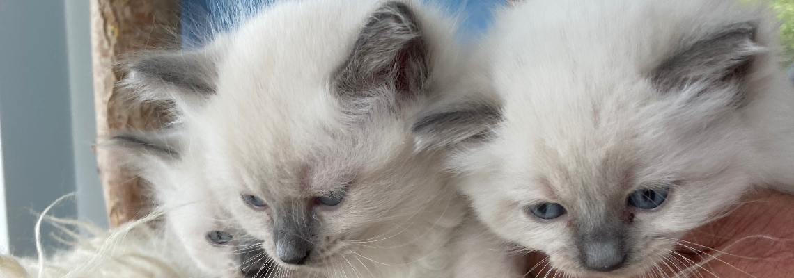 Profiel banner van $member->naam_kittenaccount)}}