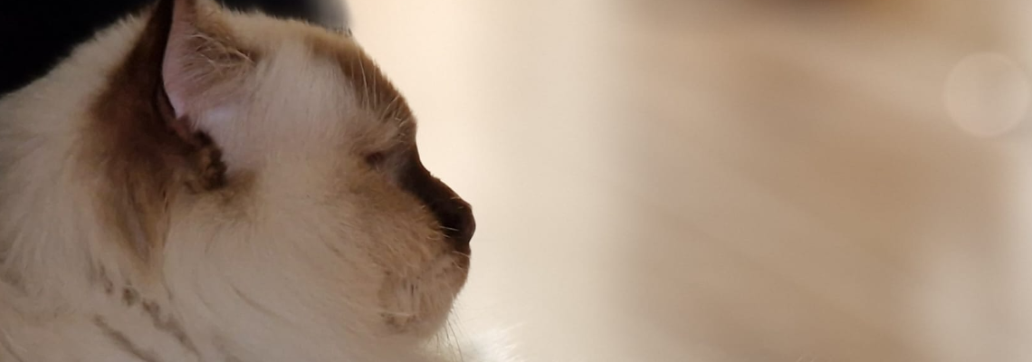 Profiel banner van $member->naam_kittenaccount)}}