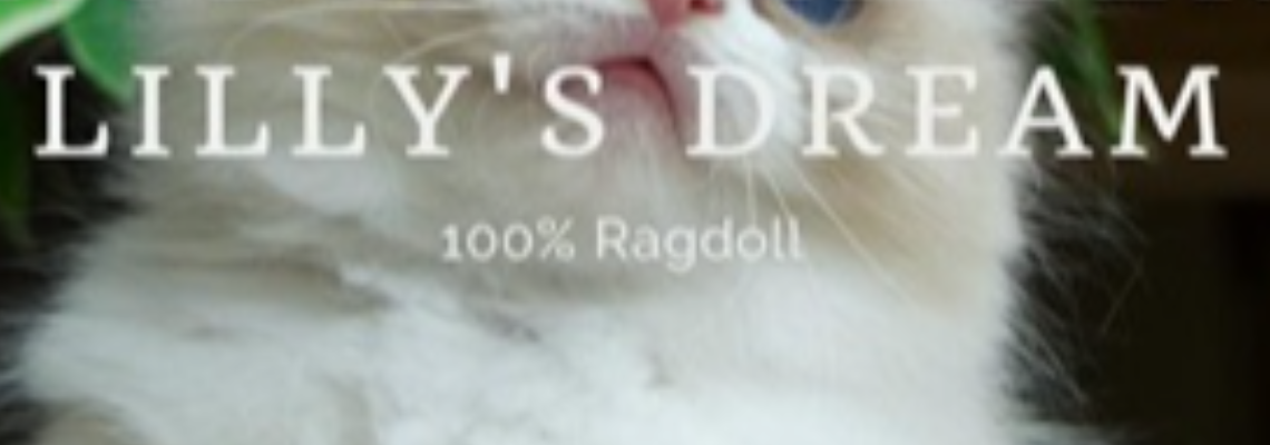 Profiel banner van $member->naam_kittenaccount)}}