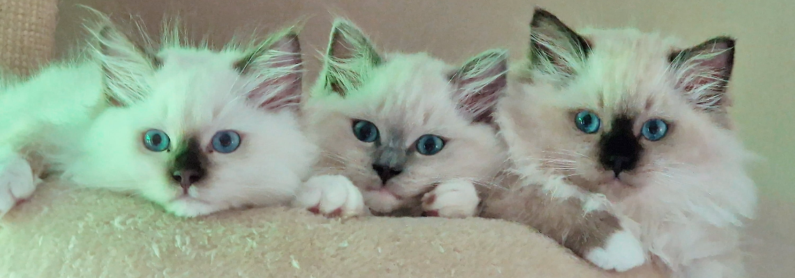Profiel banner van $member->naam_kittenaccount)}}