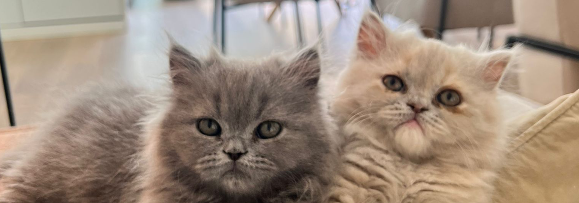 Profiel banner van $member->naam_kittenaccount)}}