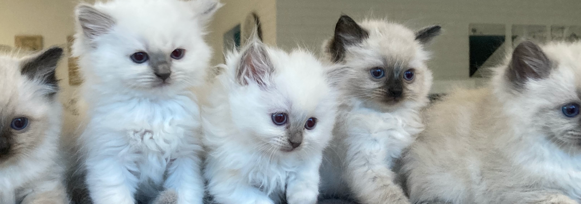 Profiel banner van $member->naam_kittenaccount)}}