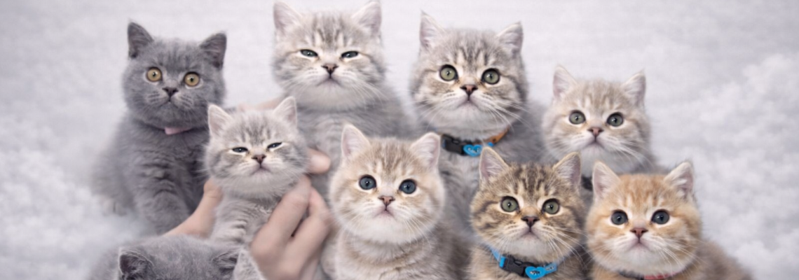 Profiel banner van $member->naam_kittenaccount)}}