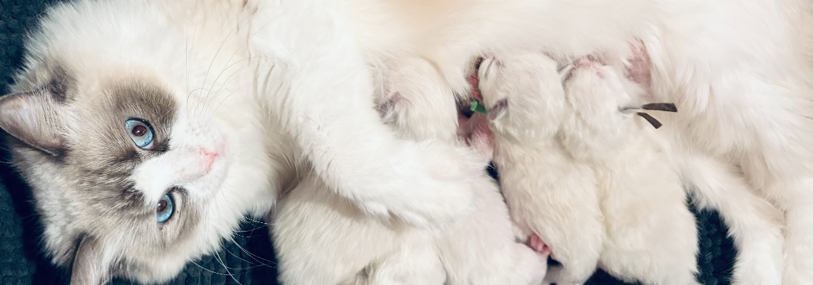 Profiel banner van $member->naam_kittenaccount)}}