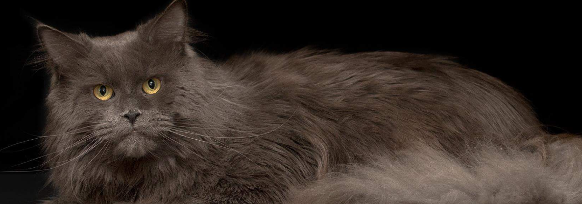 Profiel banner van $member->naam_kittenaccount)}}
