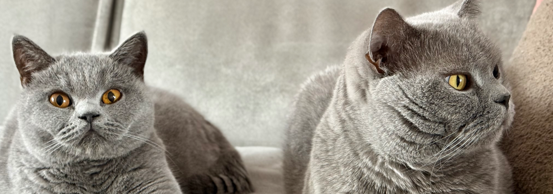 Profiel banner van $member->naam_kittenaccount)}}