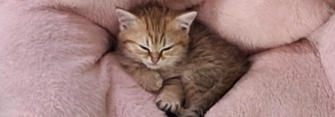 Profiel banner van $member->naam_kittenaccount)}}
