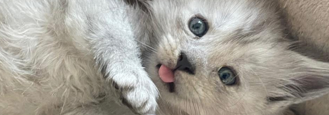 Profiel banner van $member->naam_kittenaccount)}}